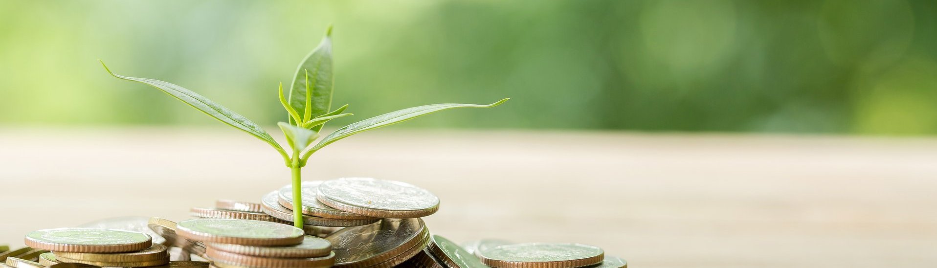 Planting trees on a coin pile with sunlight