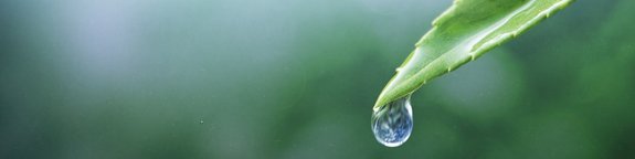 oekosystem-wassertropfen-natur-hintergrund-fuer-earth-day-kampagne