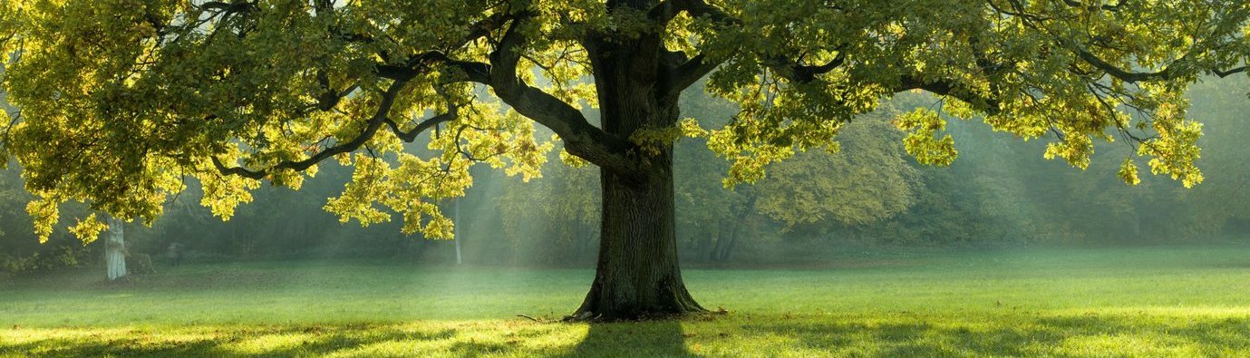 beautiful-tree-in-the-middle-of-a-field-covered-with-grass-with-the-tree-line-in-the-background_1920