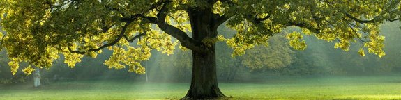 beautiful-tree-in-the-middle-of-a-field-covered-with-grass-with-the-tree-line-in-the-background_1920